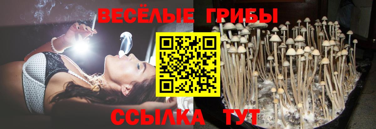 Псилоцибиновые грибы Psilocybe  Псилоцибиновые грибы прущие грибы  Вход с VPN  Реж 